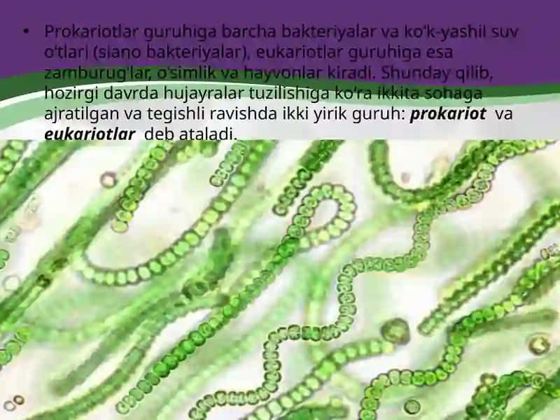 Prokariot hujayra 3