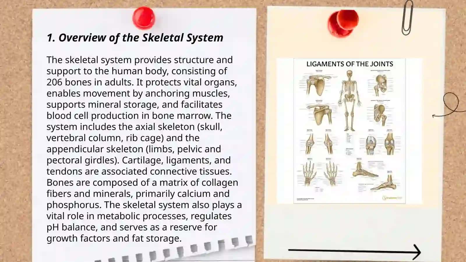 Anatomy of skeletal system 3