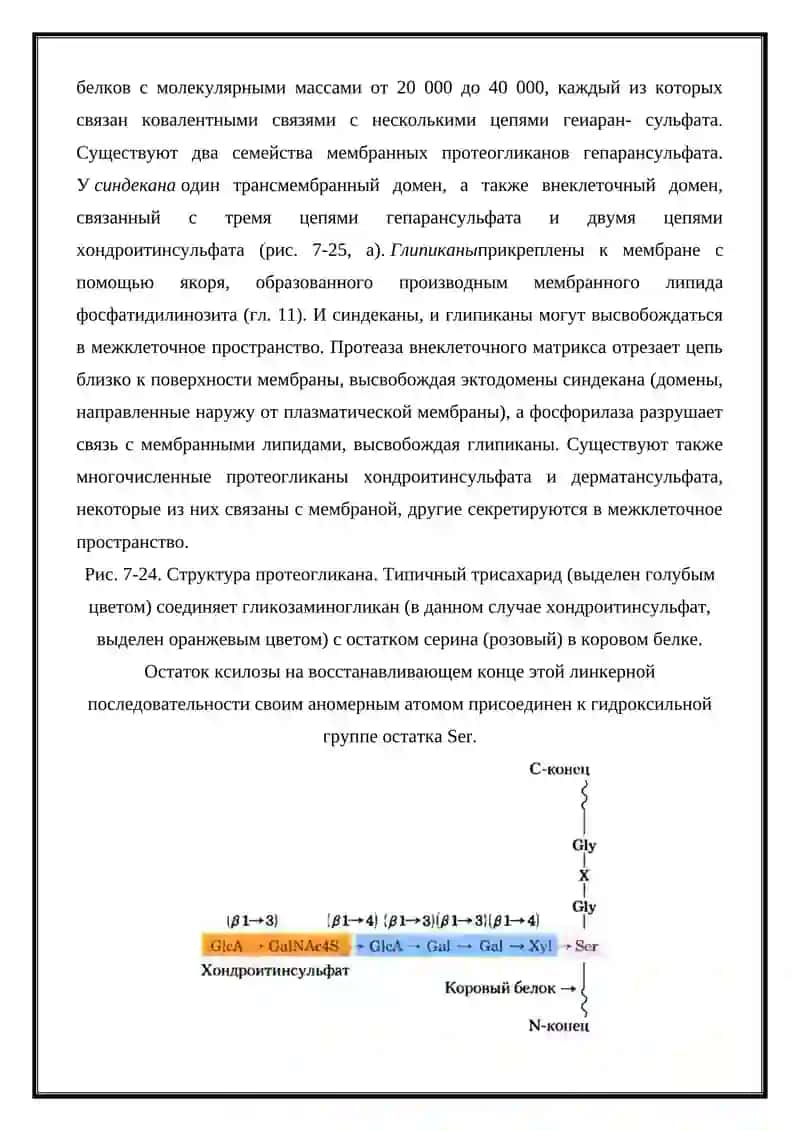 Строение гликолипидов и гликопротеинов 3