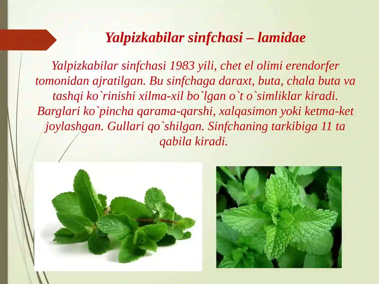 Yalpiz kabilar sinfchasi 3