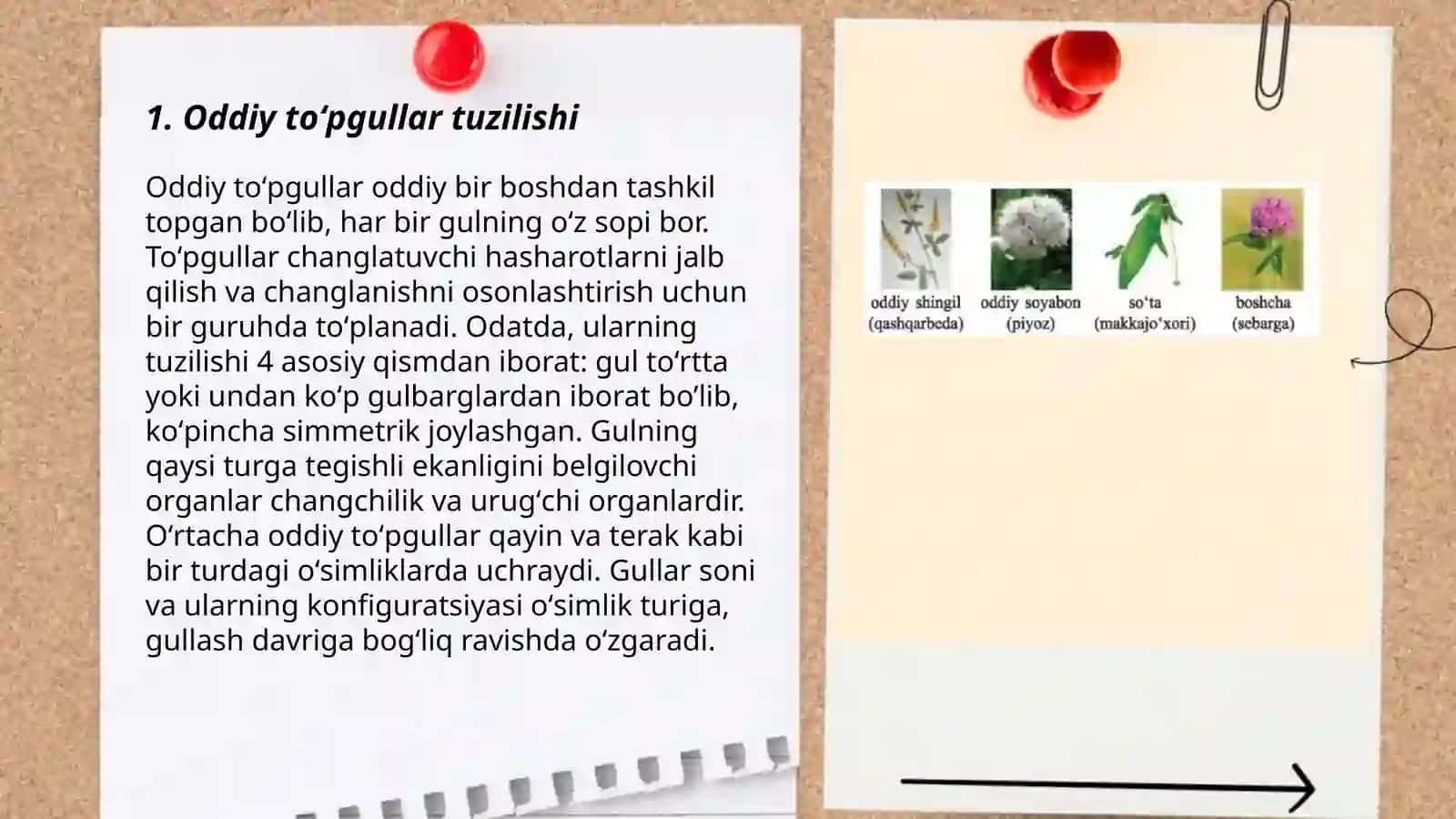 Oddiy va murakkab toʻpgullar tuzilishi 3