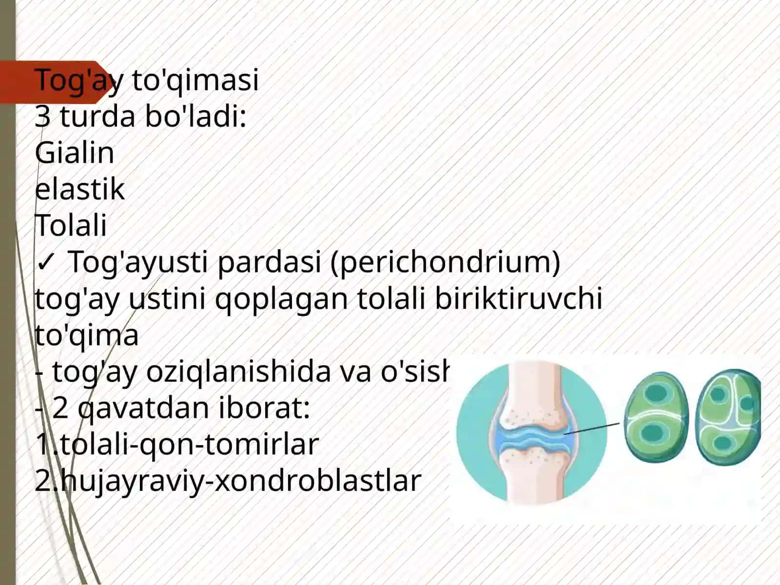 Suyakvatoğaytoʻqimasi 3