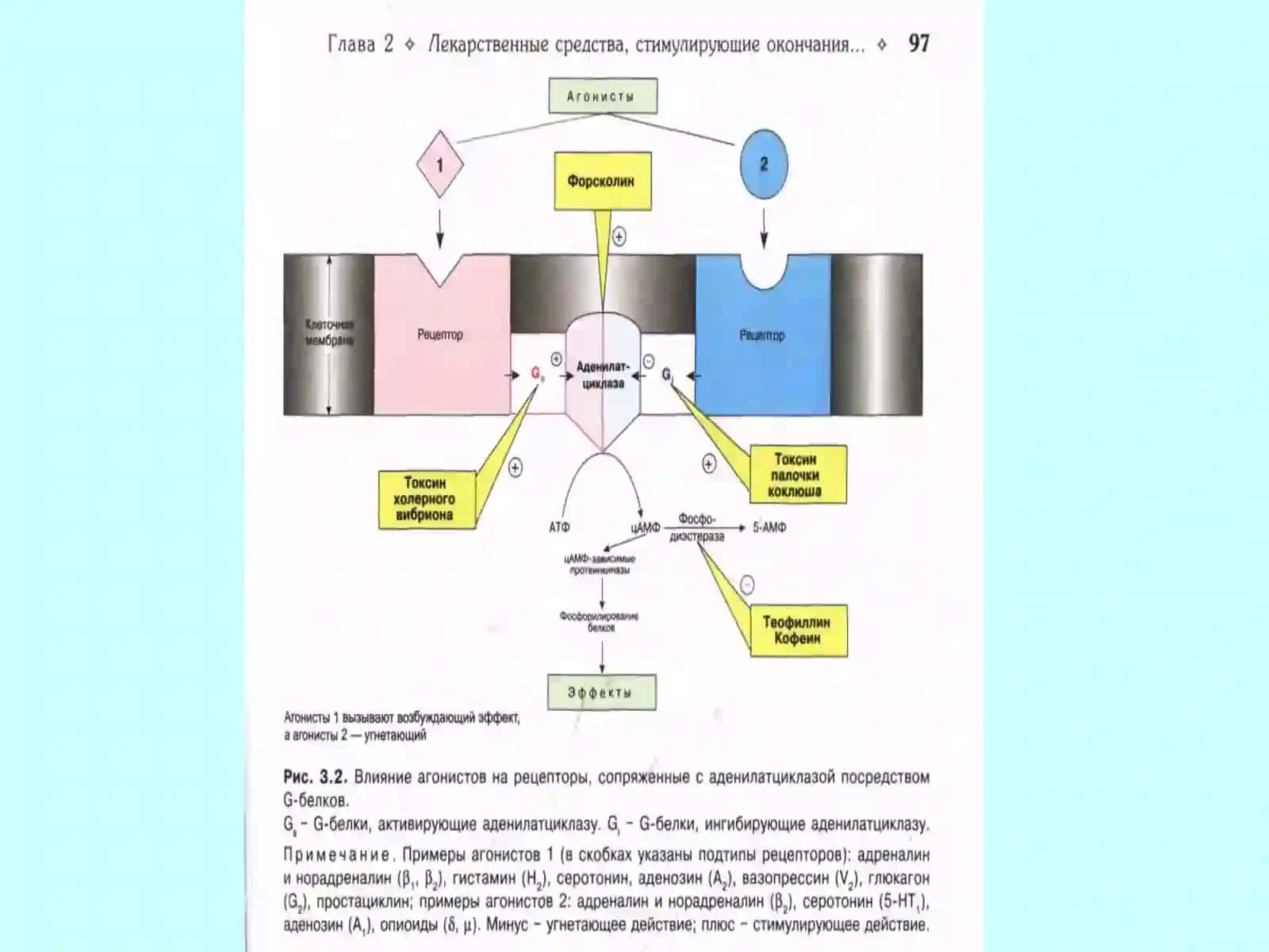 Эфферент иннервацияга таъсир килувчи воситалар 3