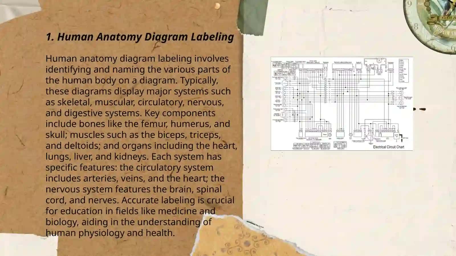 Human Anatomy Diagram Labeling 3