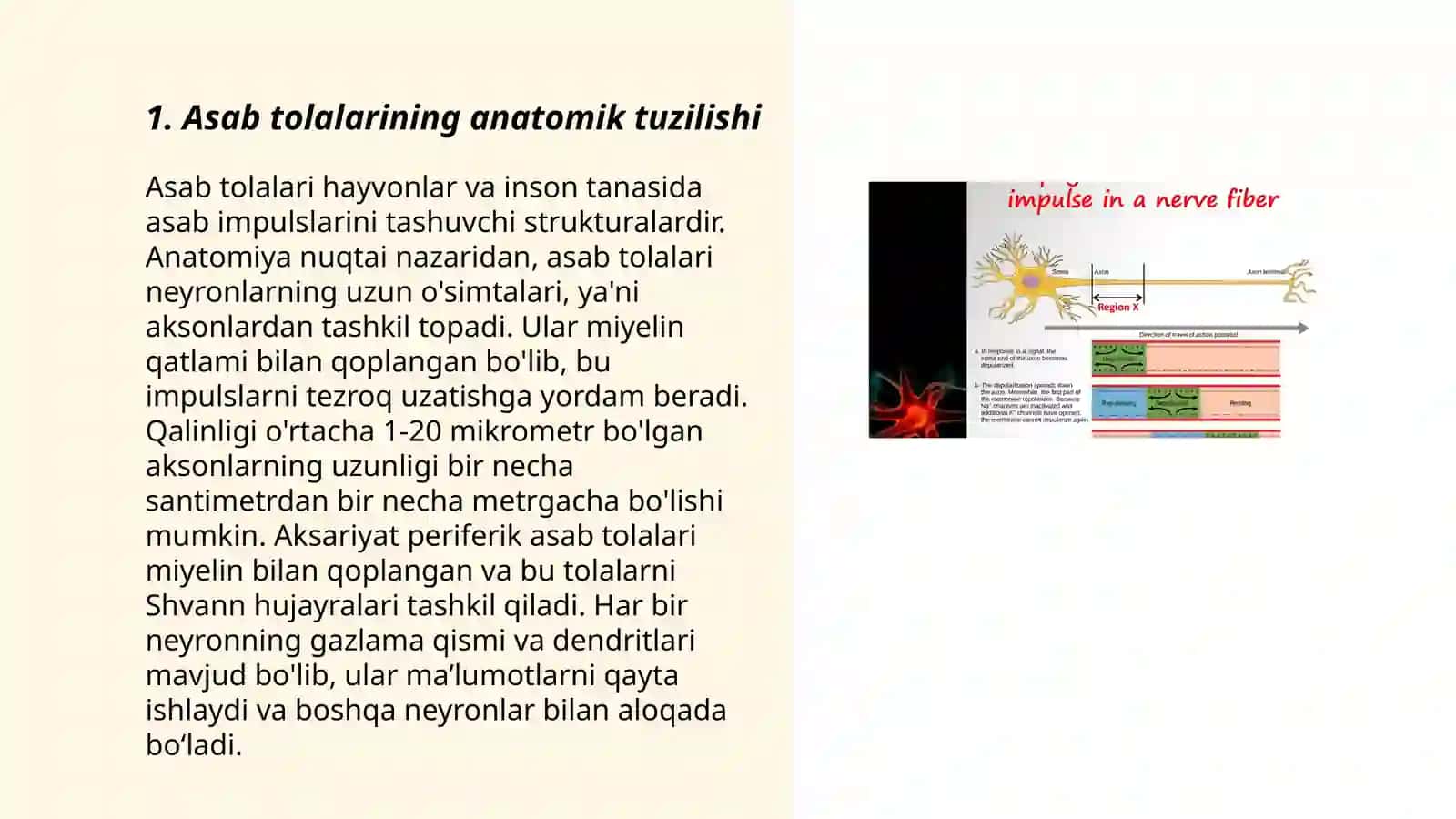Asab tolalarining tuzilishi va turlari 3