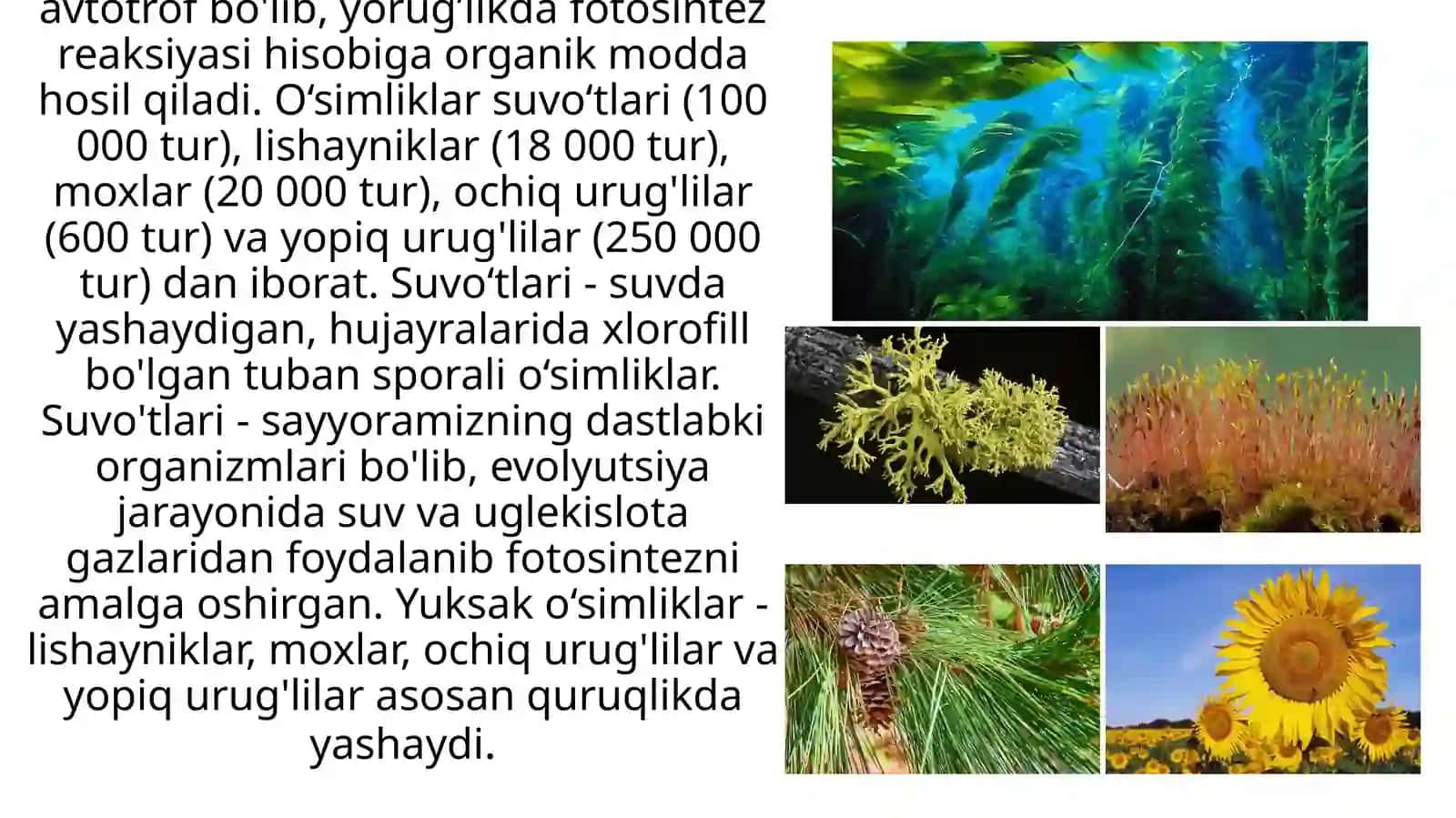 O'simliklar va hayvonot dunyosi. Taqdimot 3