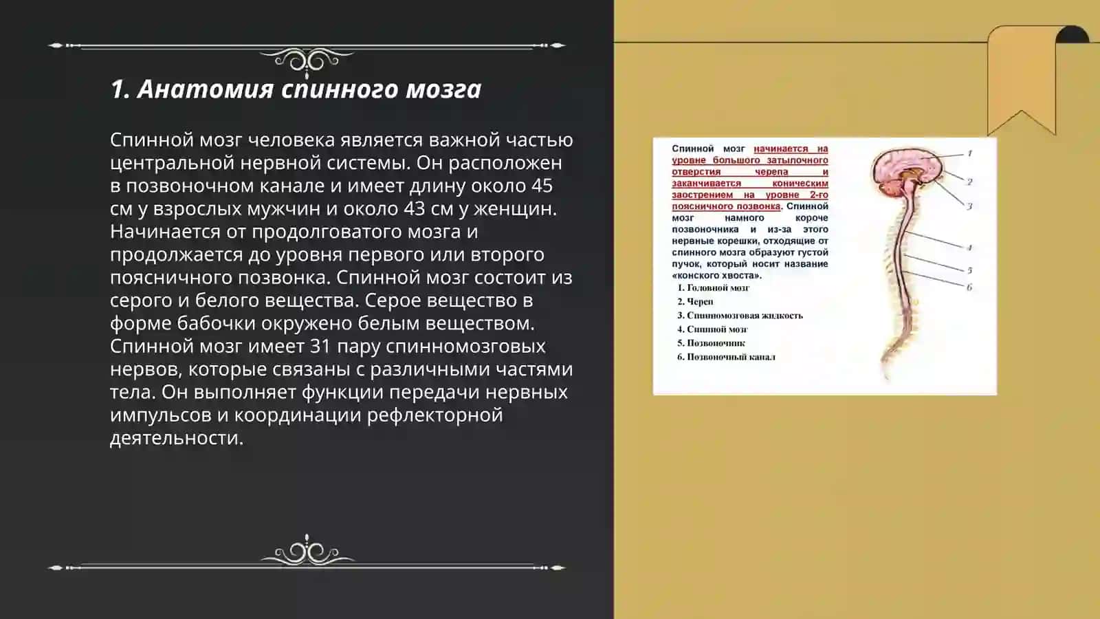 Спинной мозг 3