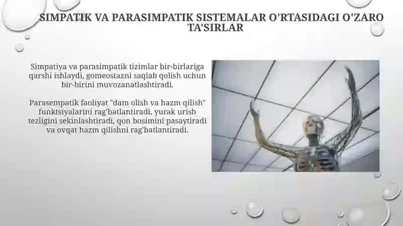 Nerv tizimi. Simpatik va Parasimpatik tizim 3