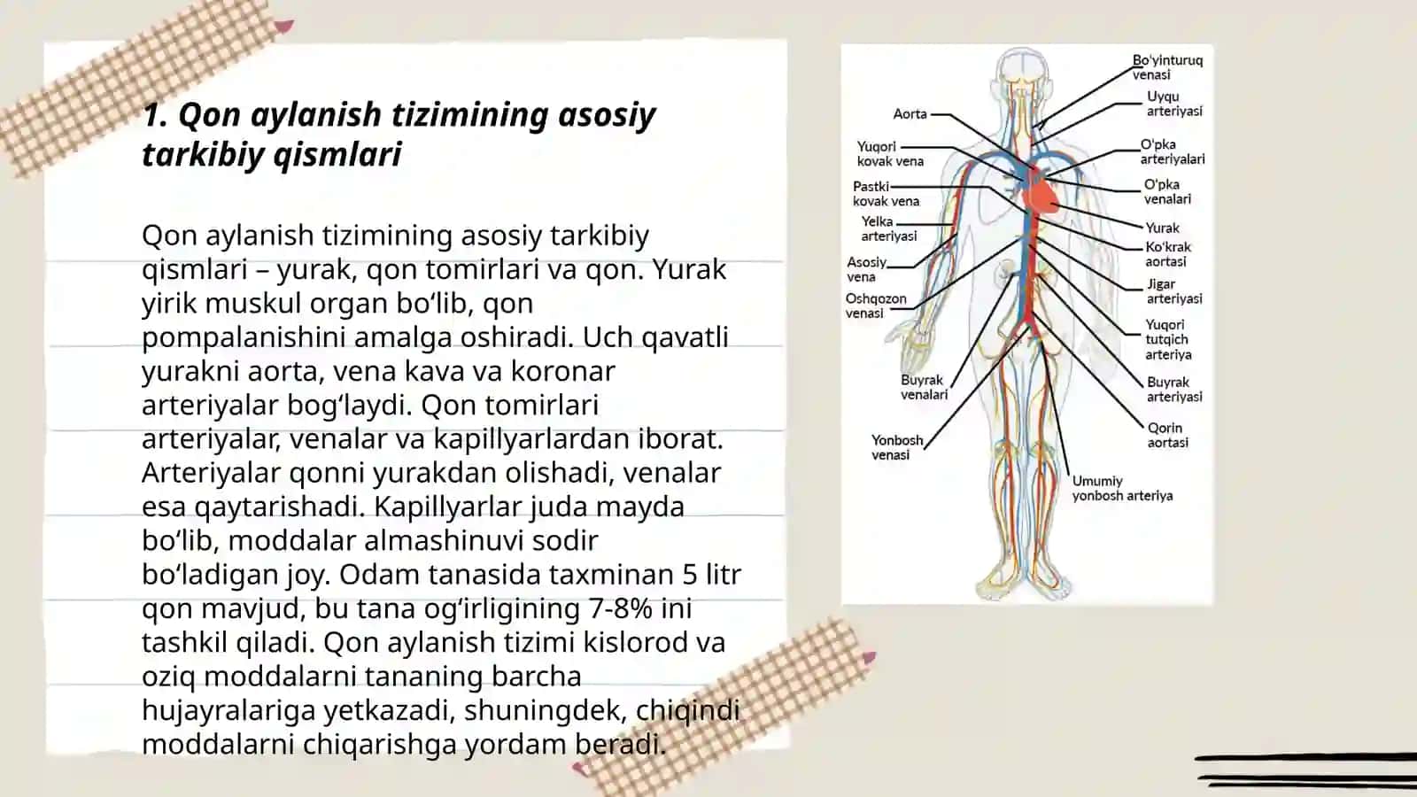 Qon va qon aylanish tizimi 3