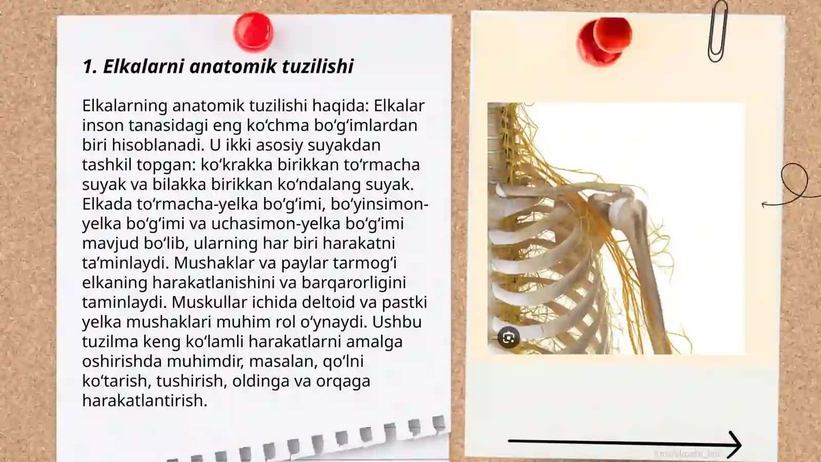 Yelka chigali anatomiyasi 3