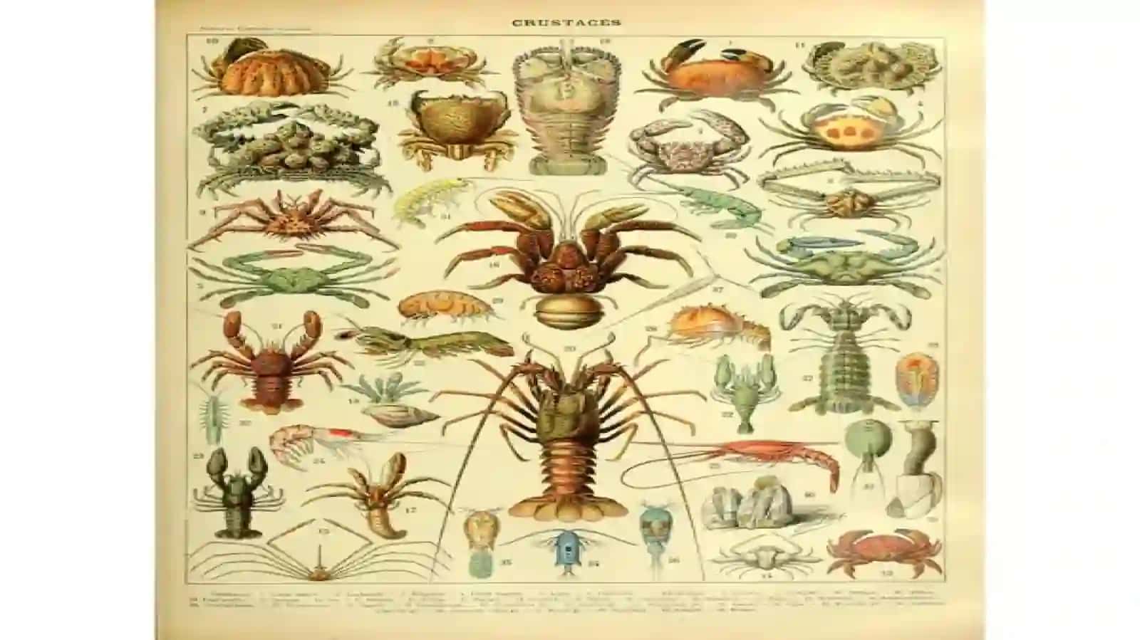 QISQICHBAQASIMONLAR(CRUSTACEA) SINFI 3