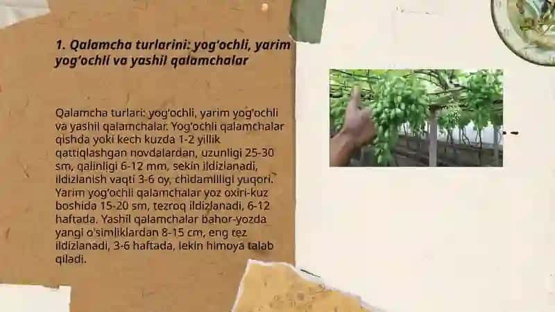 Uzumni qalamchadan koʻpaytirish usullari 3