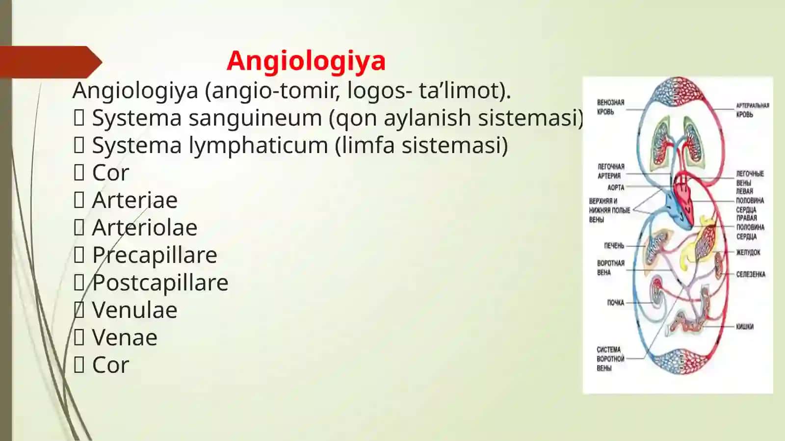 Angilogiya 3