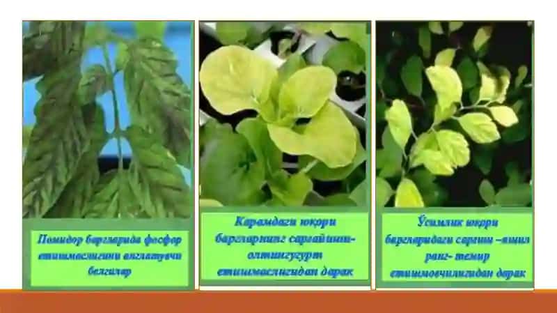 Озиқланиш учун кимёвий элементлар 3