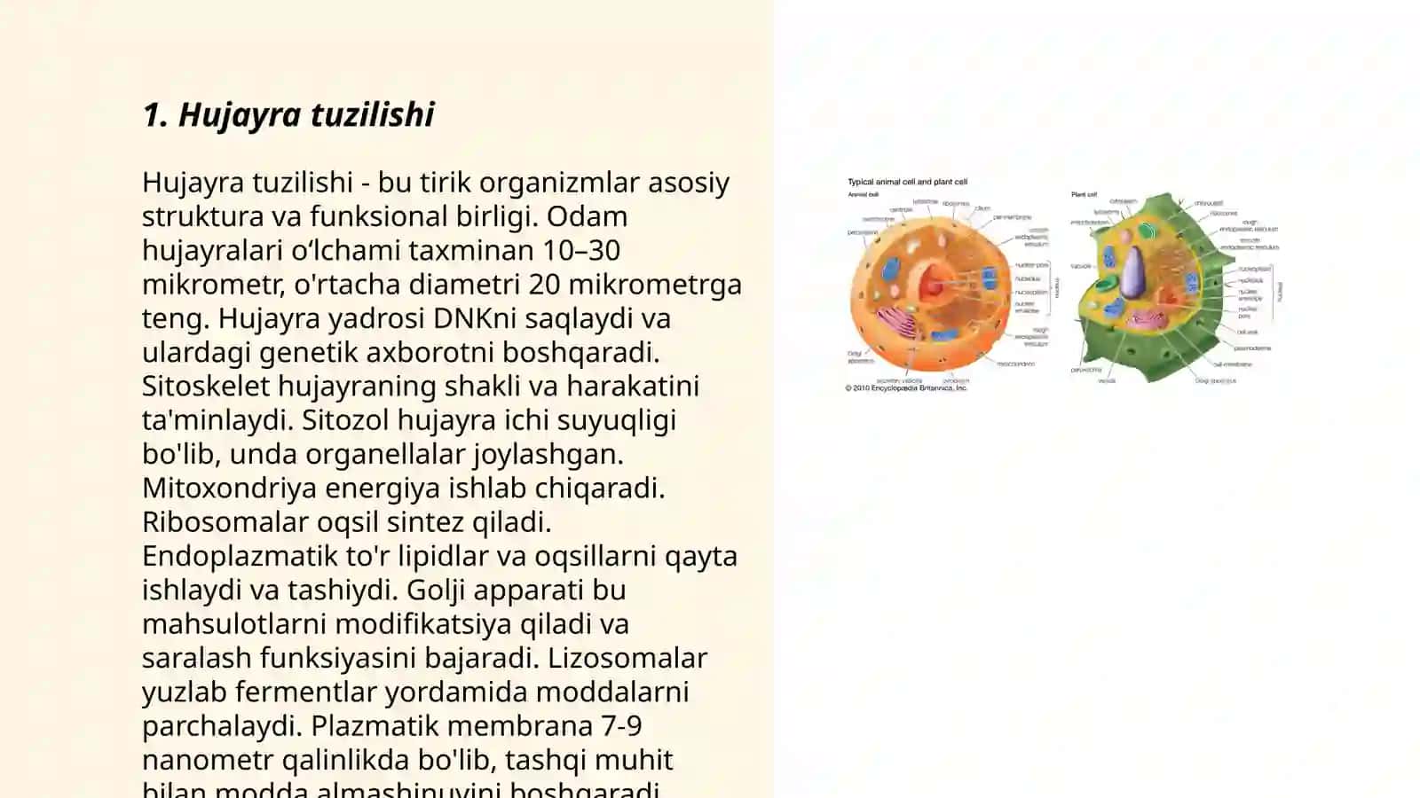 Hujayra tuzilishi 3