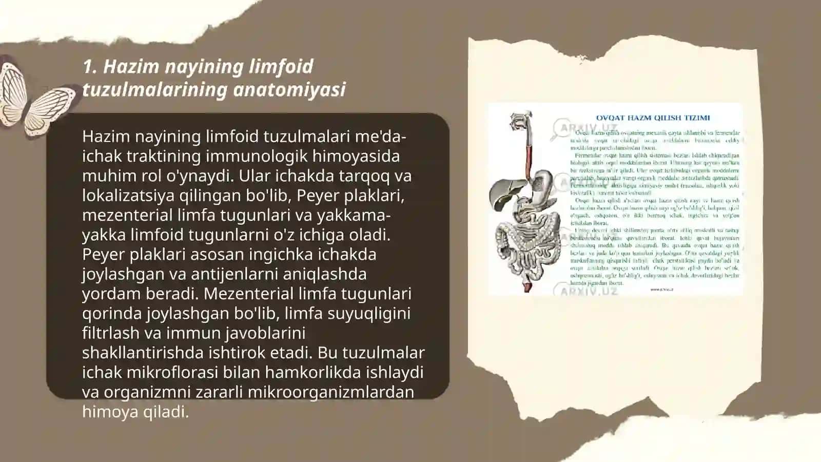 Hazim nayining limfoid tuzulmalari 3