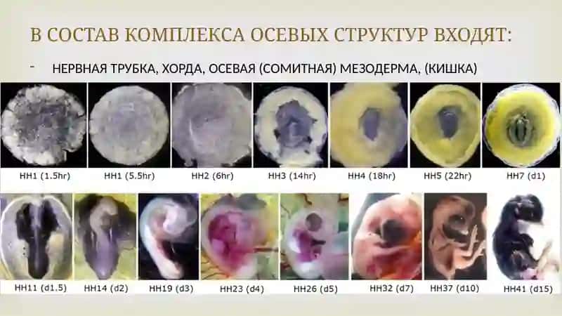 Нейруляция 3