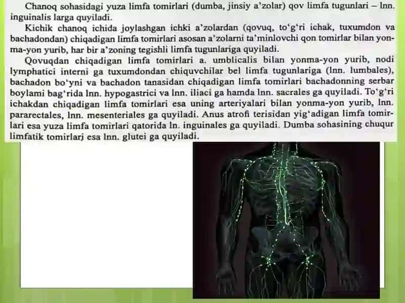 limfa va taloq anatomiyasi pptx 3