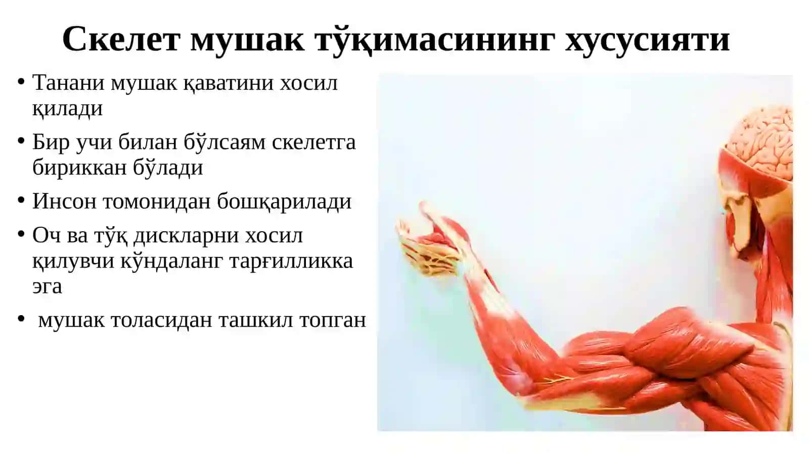 МУШАК, НЕРВ ТЎҚИМАСИ 3