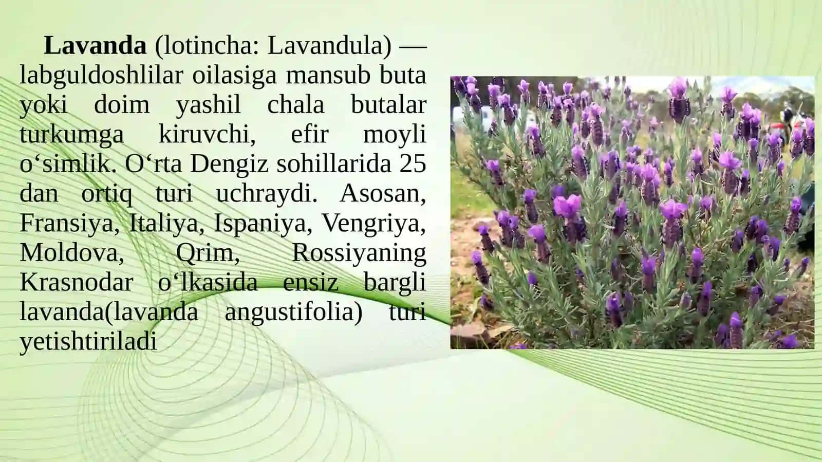 Manzarali dorivor o’simliklar 3
