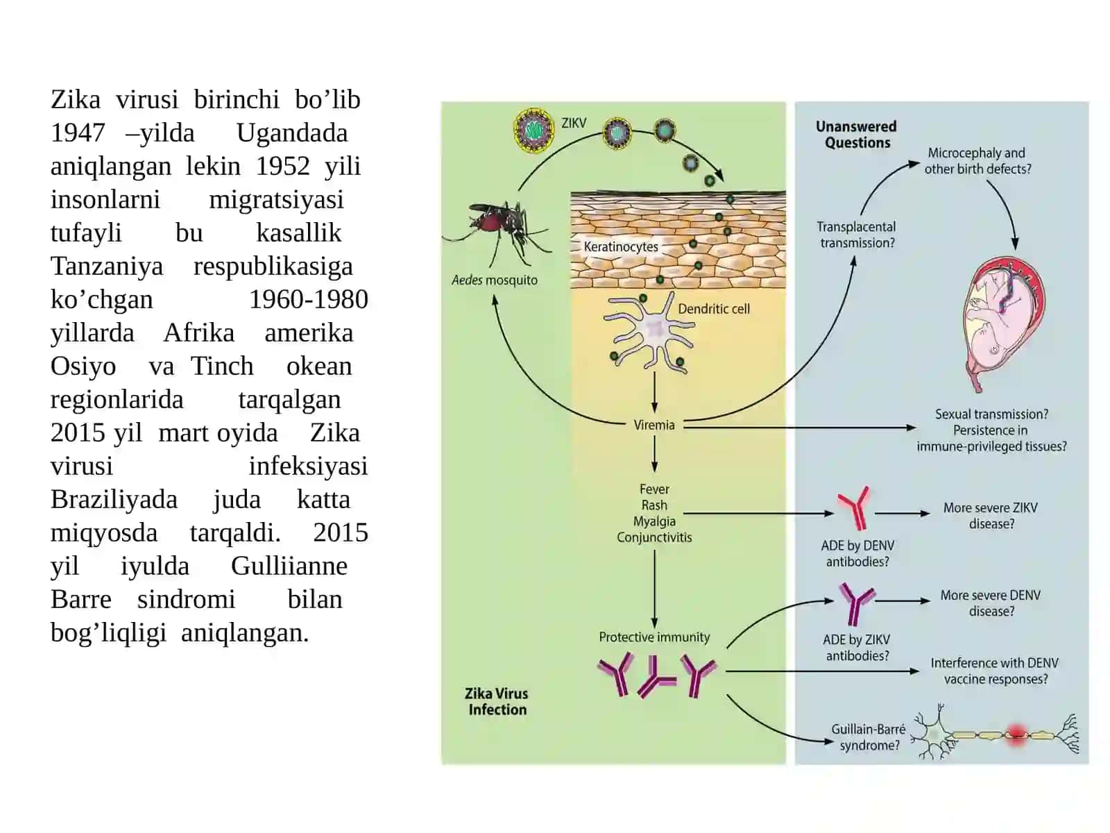Zika virusi 3