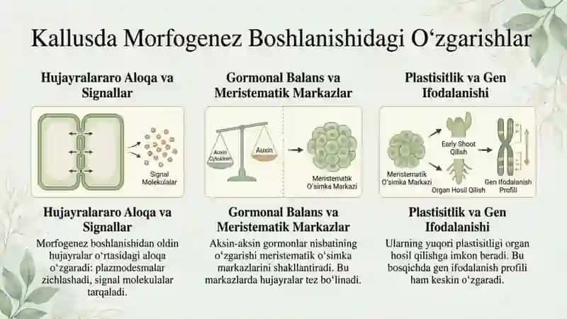Oʻsimliklar kallus toʻqimalarida morfogenez 3