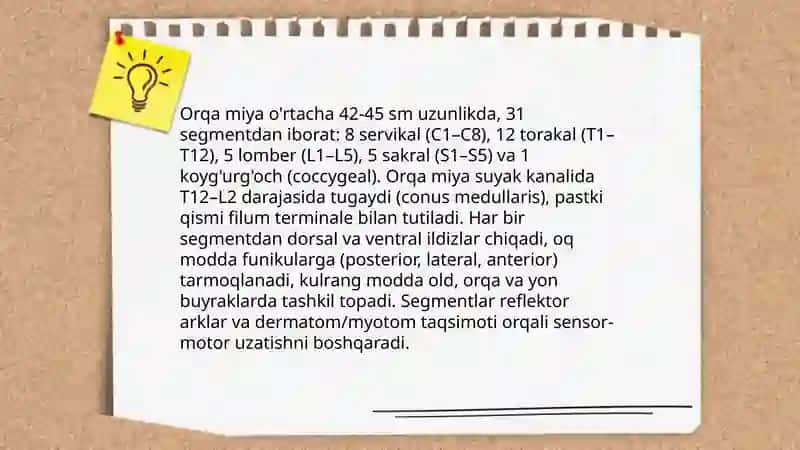 Orqa miyaning reflektor va oʻtkazuvchi yoʻllari 3