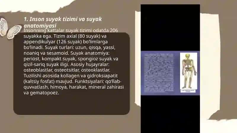 Inson harakatlanish tizimi 3