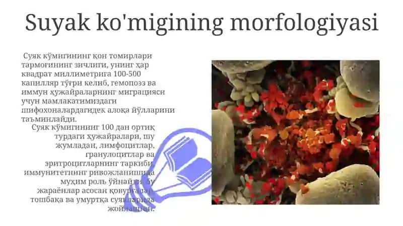 Suyak ko'migining morfologiyasi 3