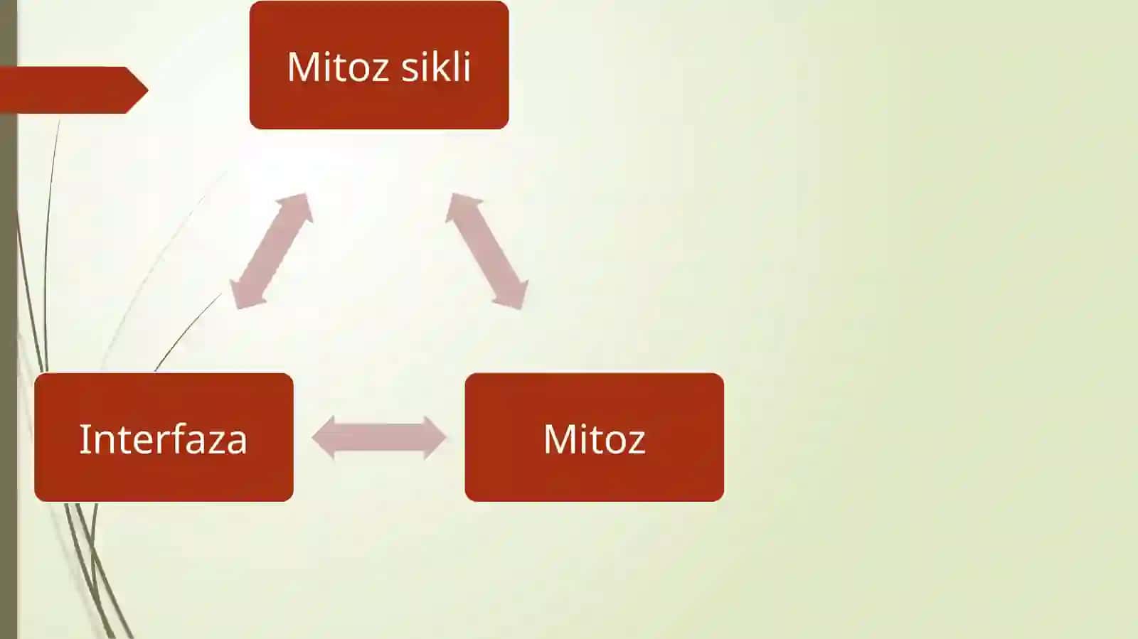 Hujayra uning mitotik va Hayotiysikli 3