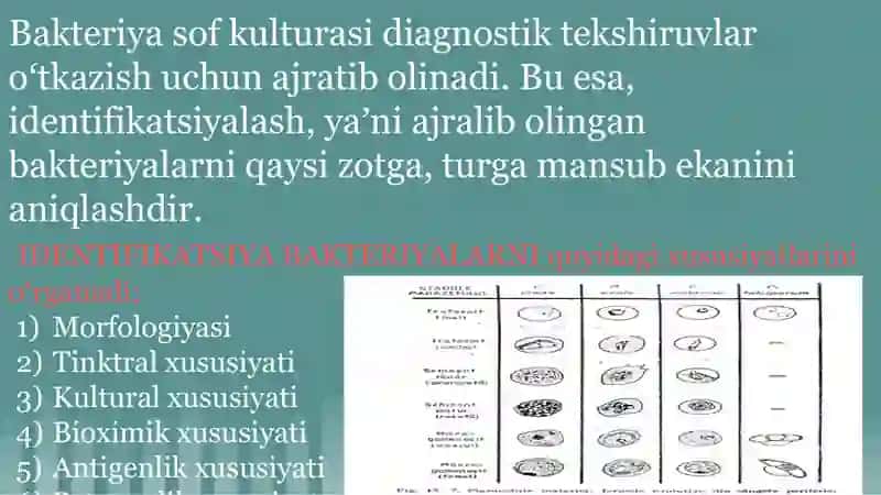 Aerob va anaerob bakteriyalarni sof hosilasini ajratish bosqichlari 3