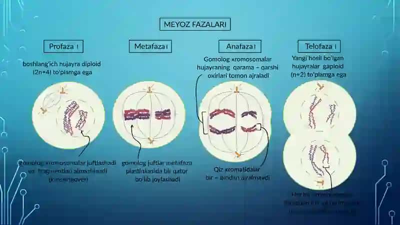 Meyozning biologik ahamiyati 3