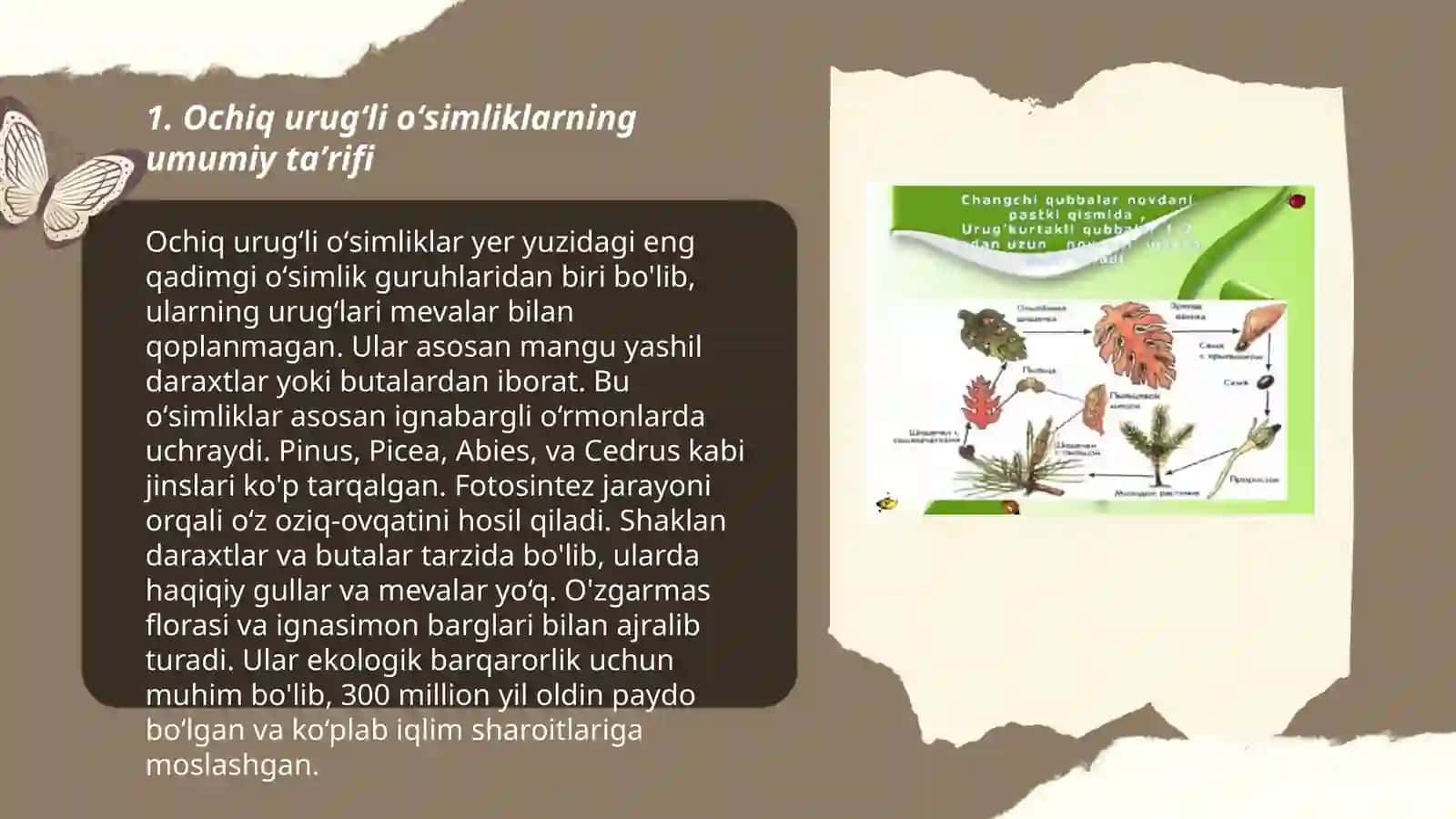 Ochiq urugʻli oʻsimliklar boʻlimi 3