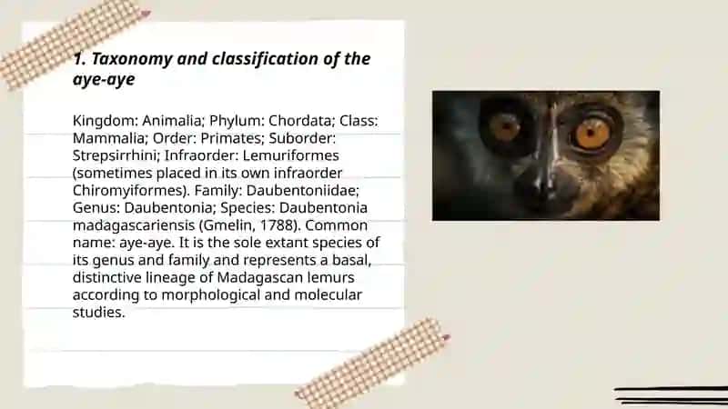 Strange animal (Eye-eye) 3