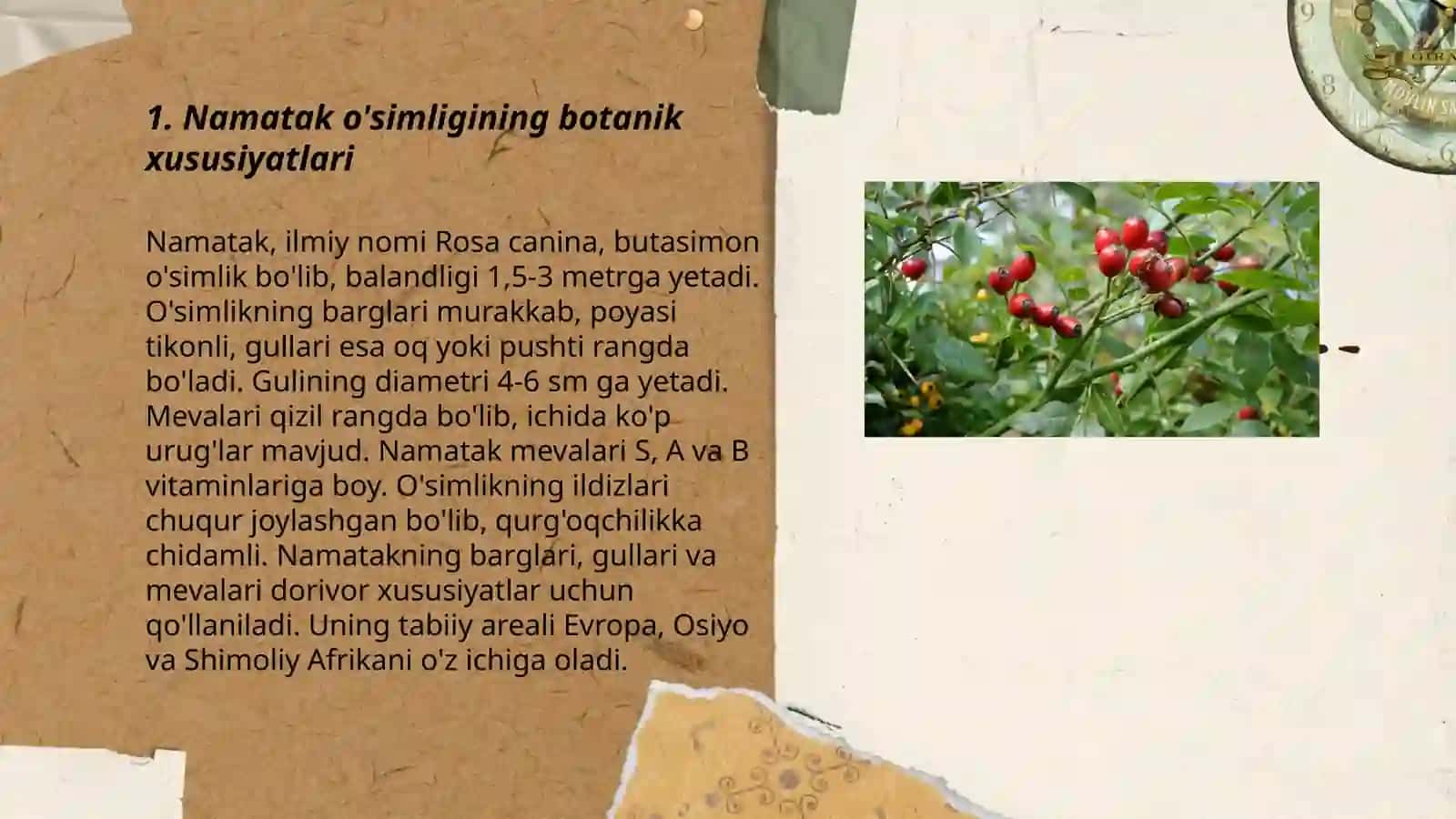 Namatak o‘simligi changlanishi 3