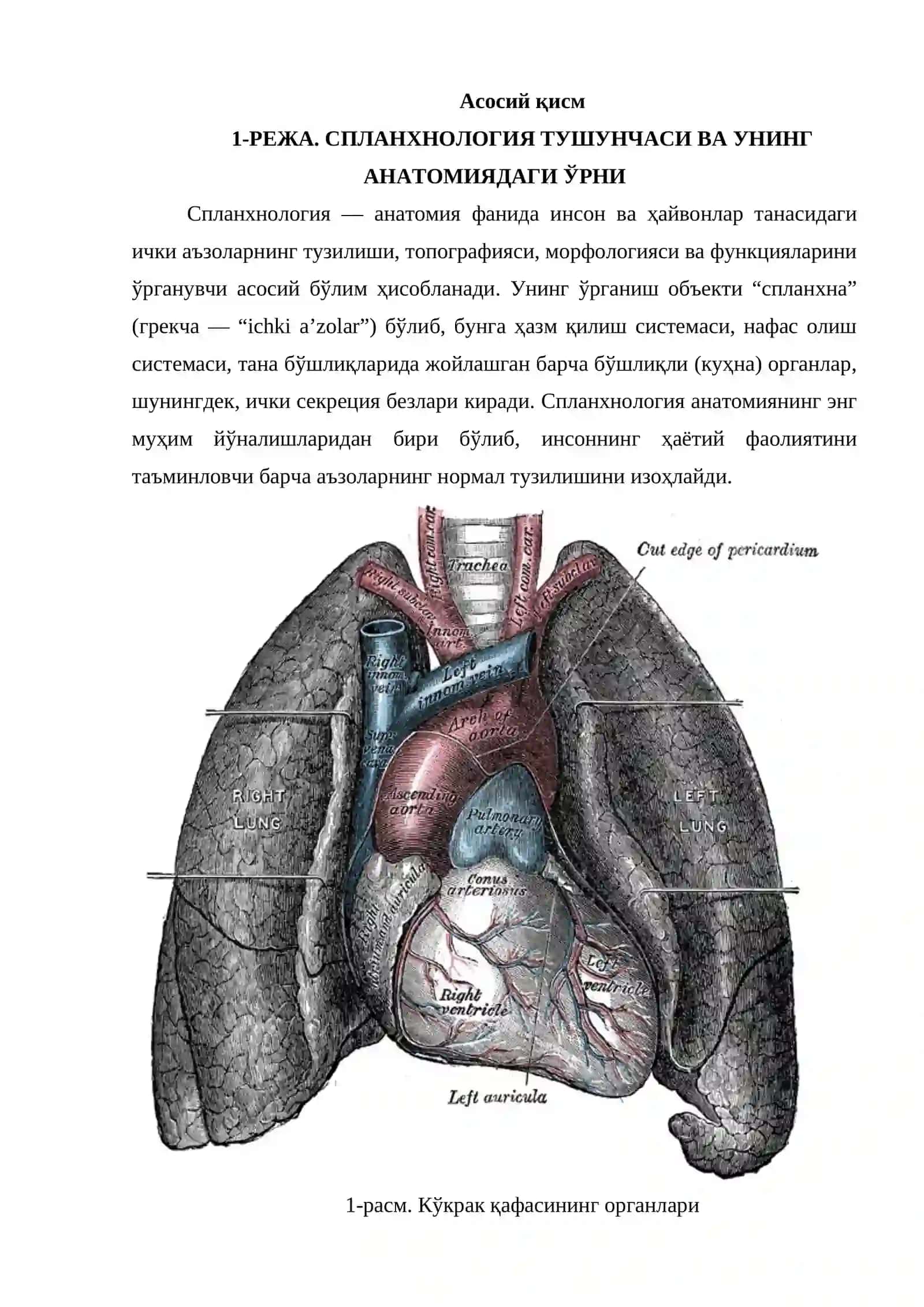 Спланхнолгия 3