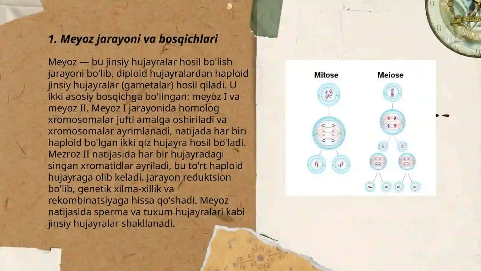 Meyoz va uning ahamiyati 3