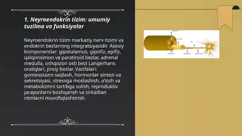 Neyroendokrin tizimning struktur funksional tavsifi 3