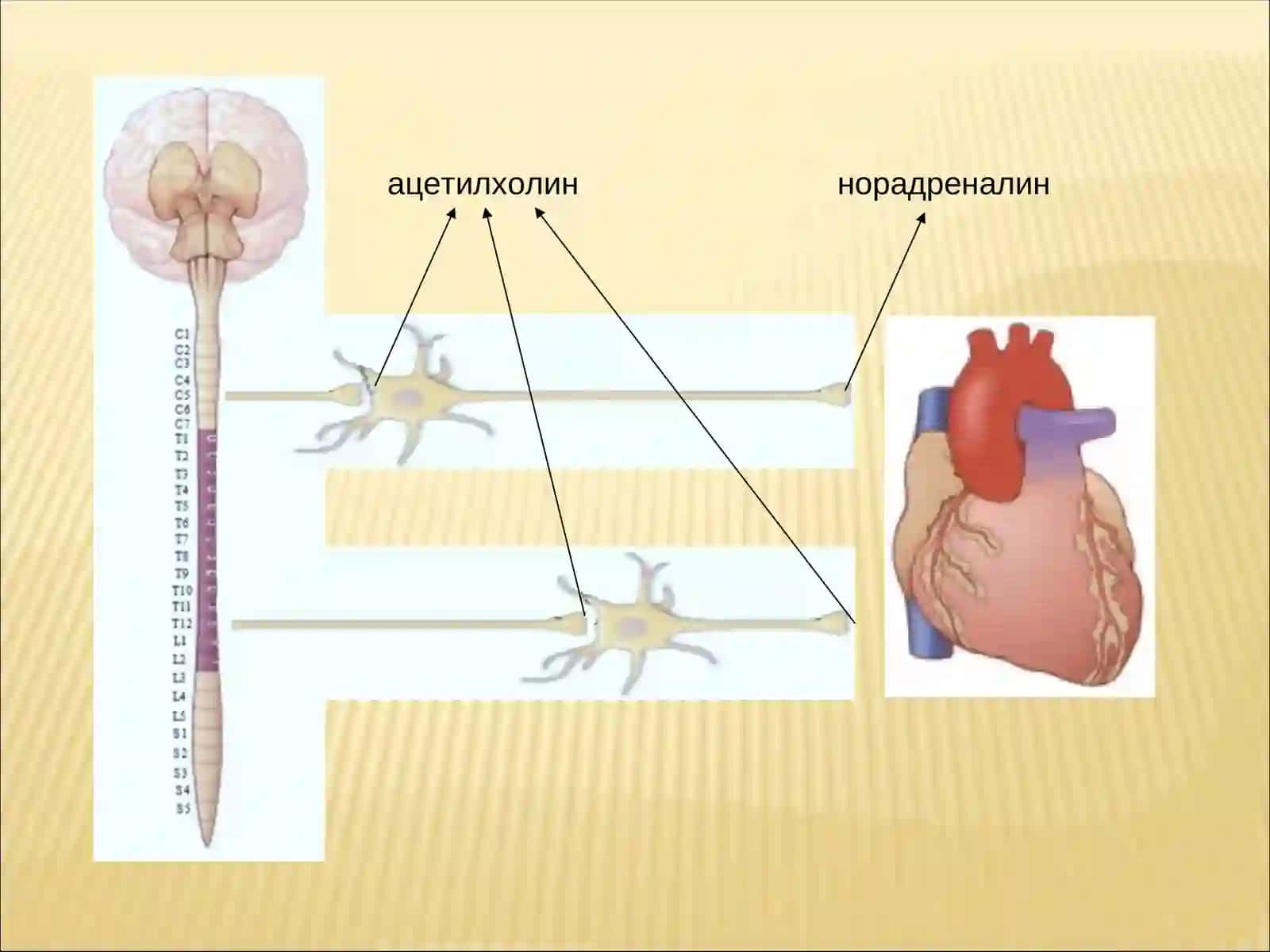 Фармакология фани 3