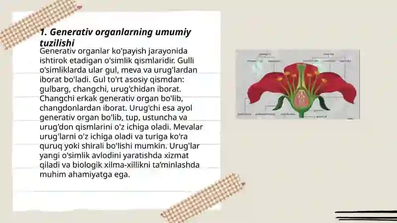 Generativ organlarning tuzilishi 3