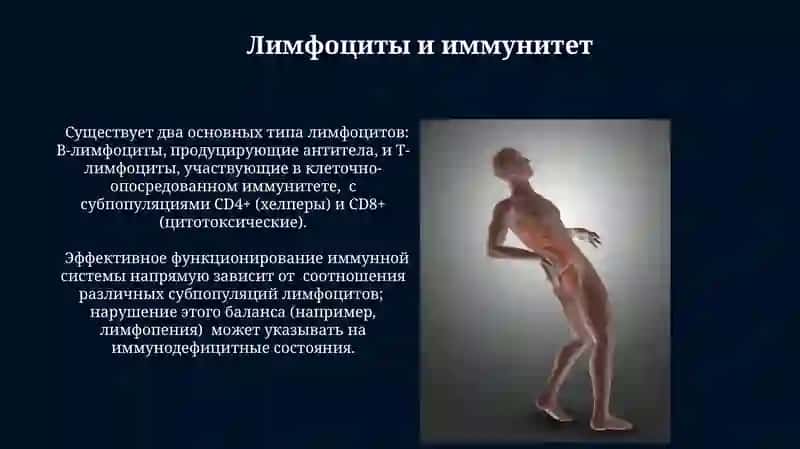 Лимфатические система 3