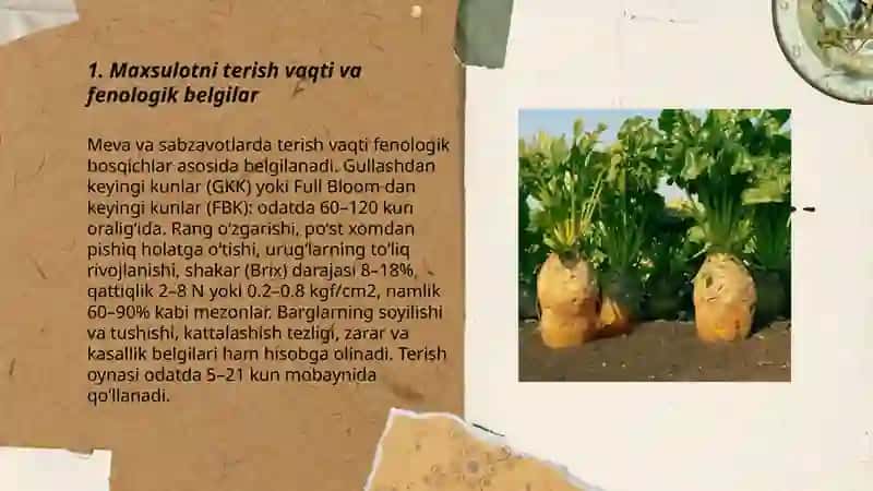 Maxsulotni terish va tovar holatiga keltirish xususiyatlari 3
