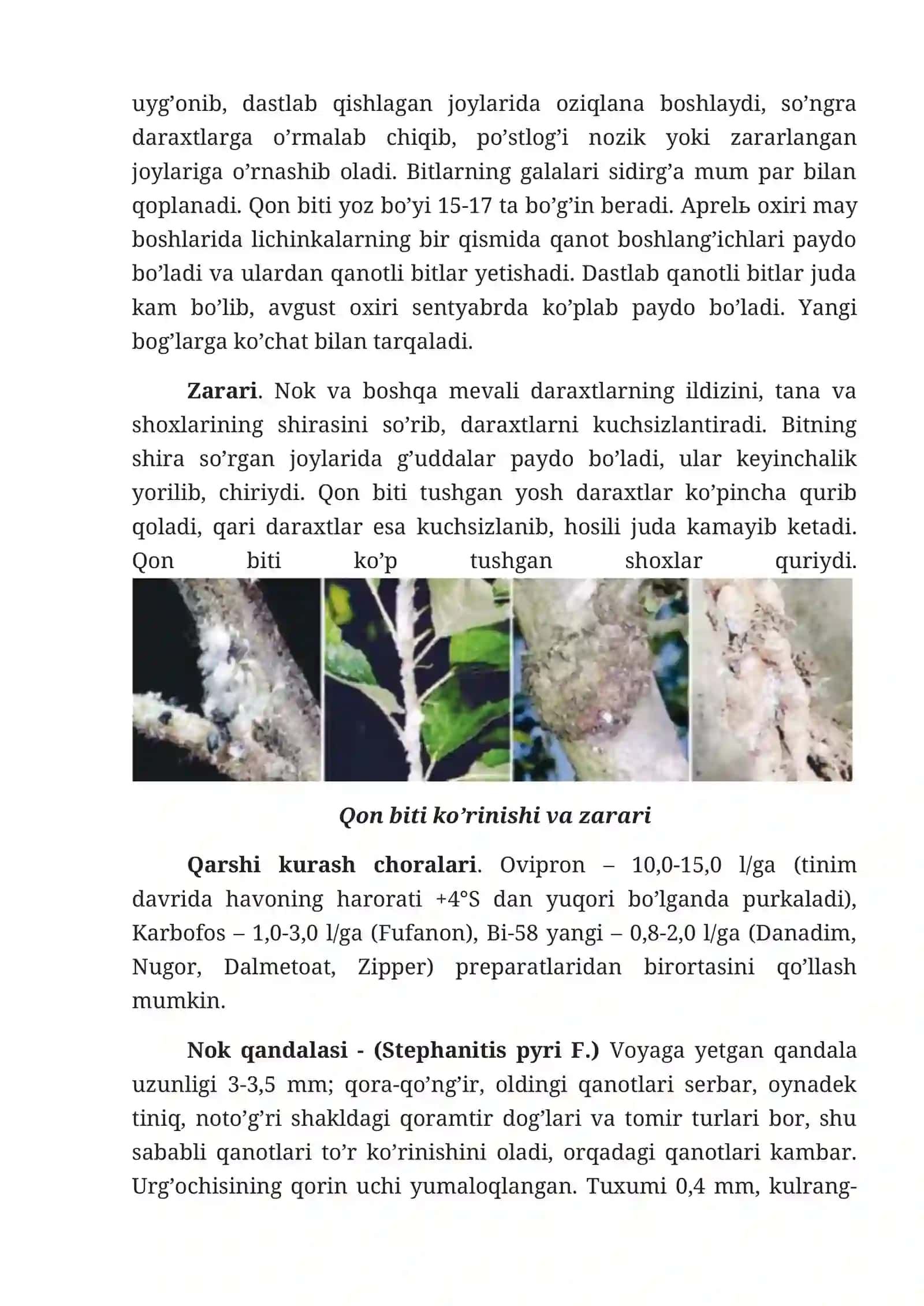 Nok daraxti zararkunandalari 3