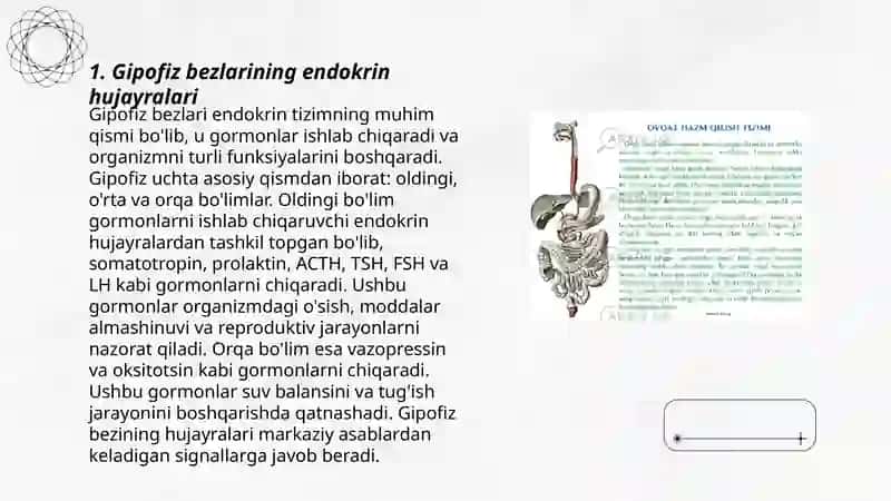 Gipofiz bezlarining endokrin hujayralari 3