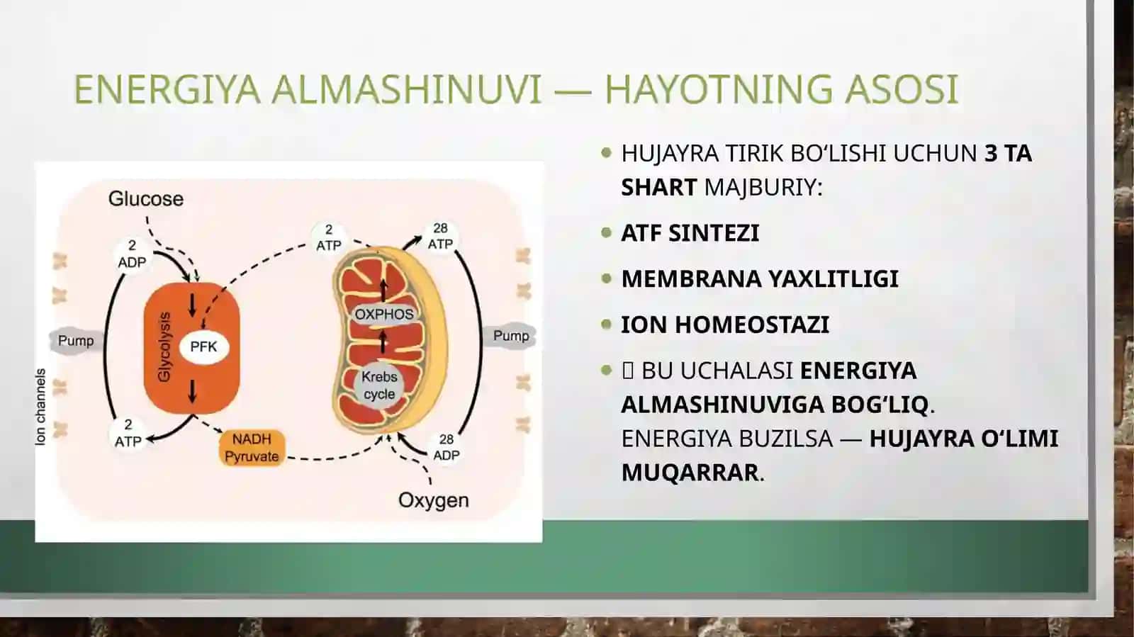 organizmda energiya almashinuvi buzulishlari 3