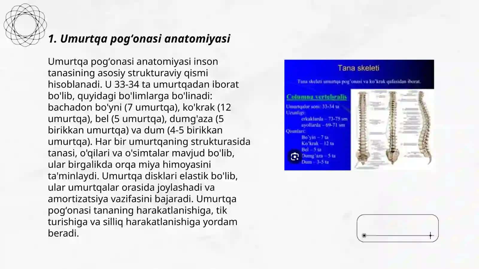Umurtqa pogʻonasi suyaklari 3
