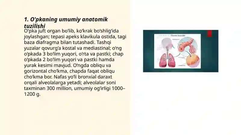 O'pkaning anatomik tuzilishi 3