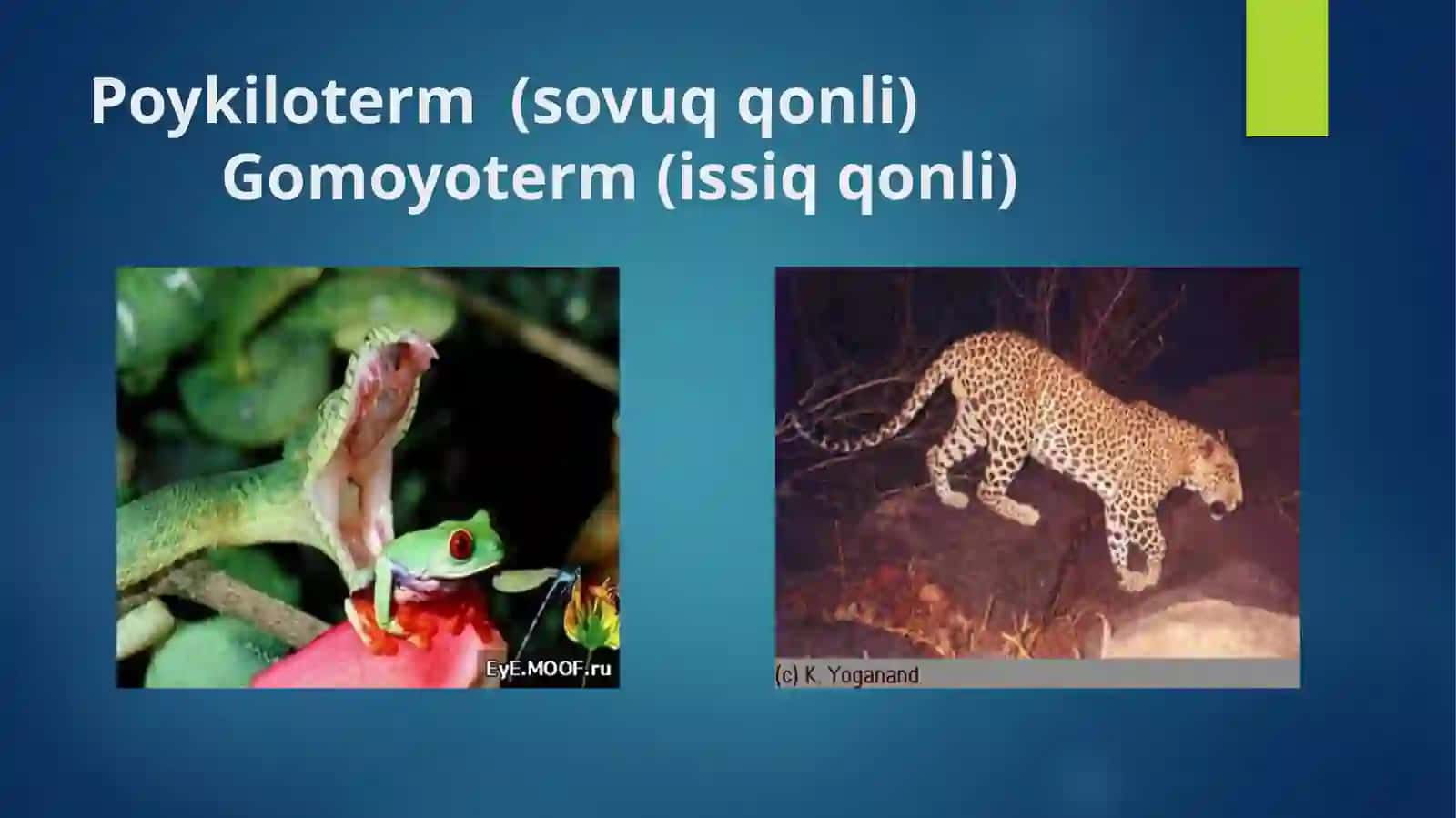 Termoregulyatsiya 3