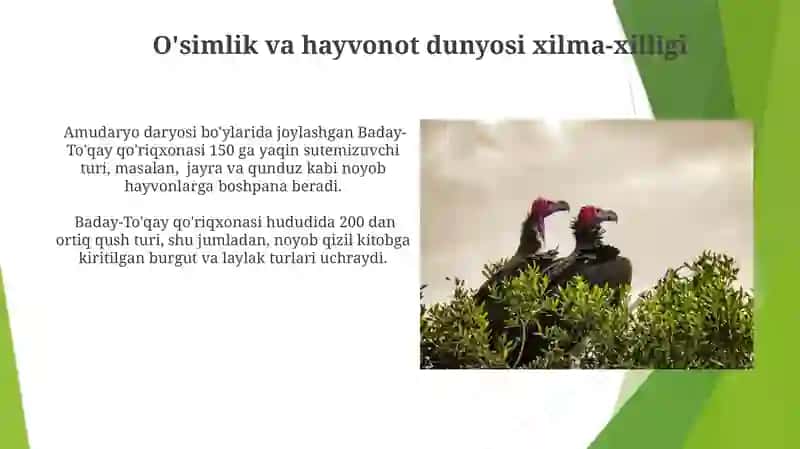 Baday-To'qay qo'riqxonasi 3