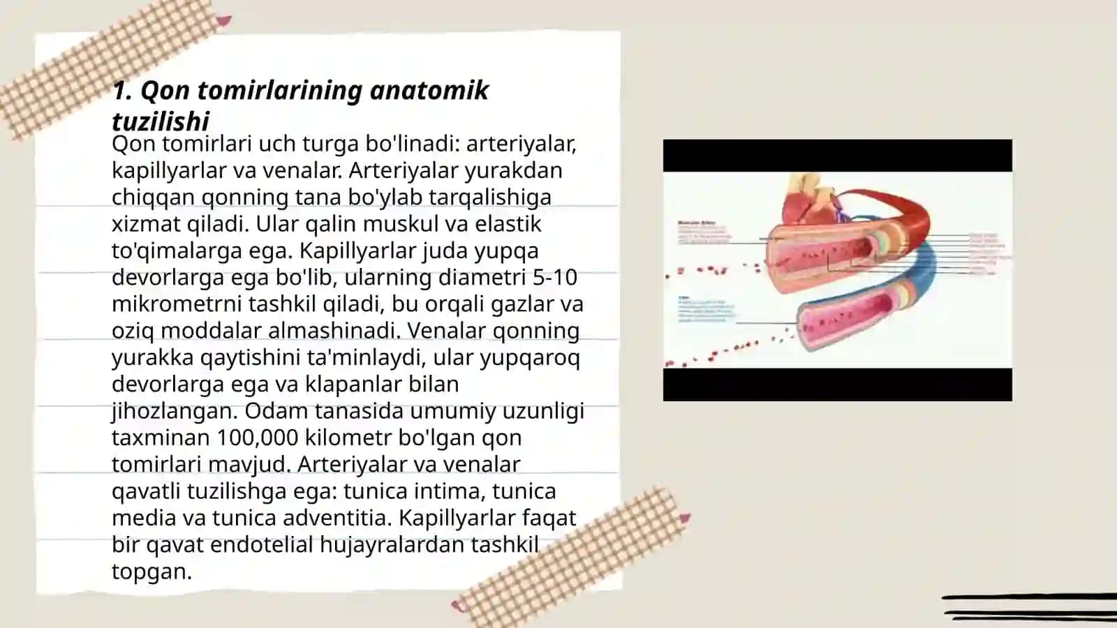 Qon tomirlarining tuzilishi 3